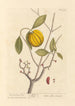 The Garcinia - Elizabeth Blackwell — artwork view