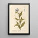 La grande mouche bleue - Elizabeth Blackwell — framed artwork on a wall