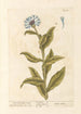 La grande mouche bleue - Elizabeth Blackwell — artwork view