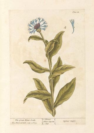 La grande mouche bleue - Elizabeth Blackwell — artwork view