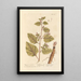 The Great Burdock - Elizabeth Blackwell — framed artwork on a wall