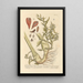 the largest cardamom seeds or grains of paradise - Elizabeth Blackwell — framed artwork on a wall