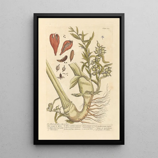 the largest cardamom seeds or grains of paradise - Elizabeth Blackwell — framed artwork on a wall