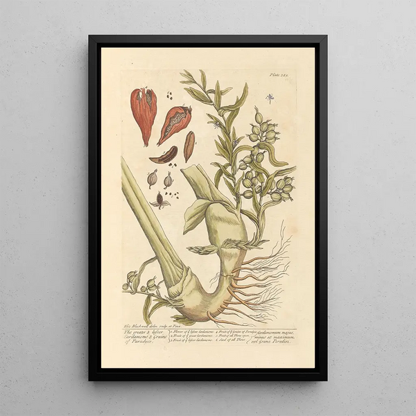 the largest cardamom seeds or grains of paradise - Elizabeth Blackwell — framed artwork on a wall