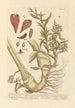 the largest cardamom seeds or grains of paradise - Elizabeth Blackwell — artwork view