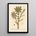 La grande épurge ou palma christi - Elizabeth Blackwell — framed artwork on a wall