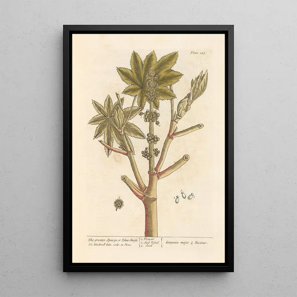 La grande épurge ou palma christi - Elizabeth Blackwell — framed artwork on a wall