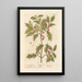 The holly - Elizabeth Blackwell — framed artwork on a wall