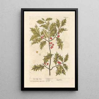 The holly - Elizabeth Blackwell — framed artwork on a wall