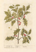 The holly - Elizabeth Blackwell — artwork view