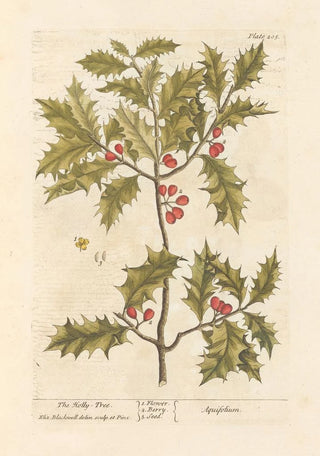 The holly - Elizabeth Blackwell — artwork view
