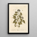 The Ivy - Elizabeth Blackwell — framed artwork on a wall