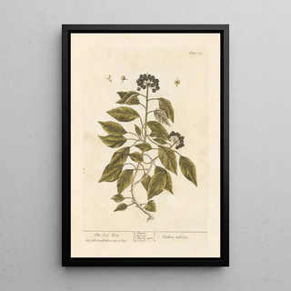 The Ivy - Elizabeth Blackwell — framed artwork on a wall