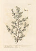 The Juniper - Elizabeth Blackwell — artwork view