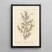 The Juniper - Elizabeth Blackwell — framed artwork on a wall