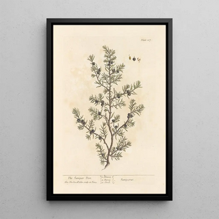 The Juniper - Elizabeth Blackwell — framed artwork on a wall