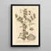 The Larch - Elizabeth Blackwell — framed artwork on a wall