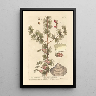 The Larch - Elizabeth Blackwell — framed artwork on a wall