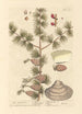 The Larch - Elizabeth Blackwell — artwork view