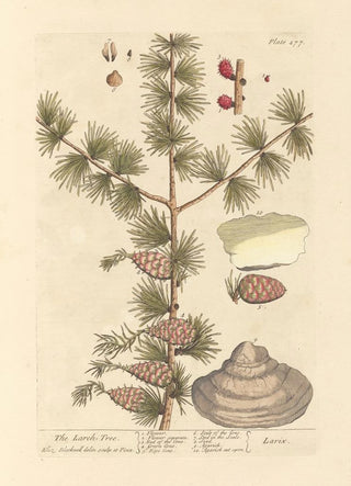 The Larch - Elizabeth Blackwell — artwork view
