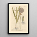 Le poireau - Elizabeth Blackwell — framed artwork on a wall