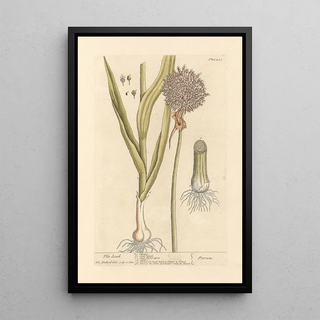 Le poireau - Elizabeth Blackwell — framed artwork on a wall