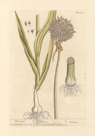 Le poireau - Elizabeth Blackwell — artwork view