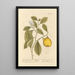 The Lemon Tree - Elizabeth Blackwell — framed artwork on a wall