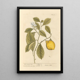 The Lemon Tree - Elizabeth Blackwell — framed artwork on a wall
