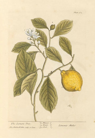 The Lemon Tree - Elizabeth Blackwell — artwork view