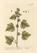 The Little Burdock - Elizabeth Blackwell — artwork view