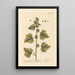 The Little Burdock - Elizabeth Blackwell — framed artwork on a wall