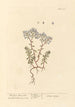 La petite joubarbe - Elizabeth Blackwell — artwork view
