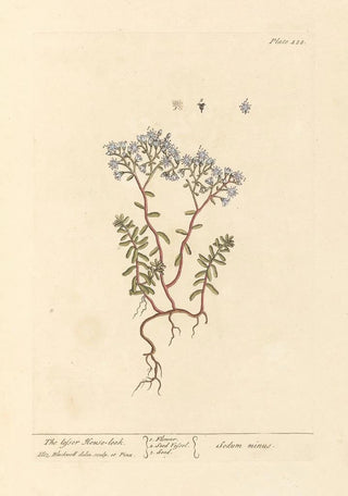 La petite joubarbe - Elizabeth Blackwell — artwork view