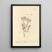 La petite joubarbe - Elizabeth Blackwell — framed artwork on a wall