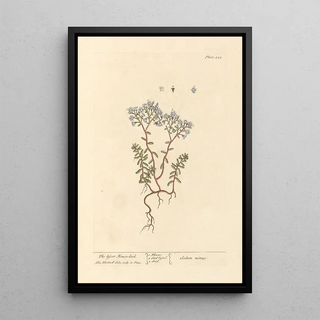La petite joubarbe - Elizabeth Blackwell — framed artwork on a wall