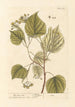 The Linden Tree - Elizabeth Blackwell — artwork view