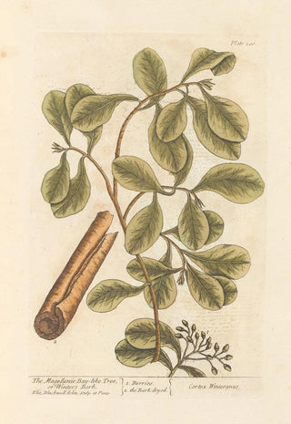 The Magellan Cannelier or Winter Bark - Elizabeth Blackwell — artwork view