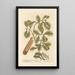 The Magellan Cannelier or Winter Bark - Elizabeth Blackwell — framed artwork on a wall