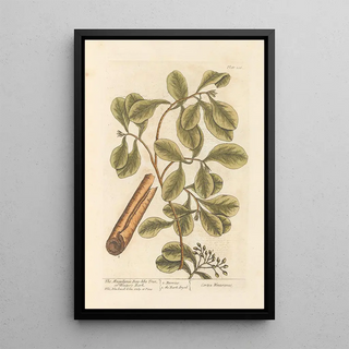 The Magellan Cannelier or Winter Bark - Elizabeth Blackwell — framed artwork on a wall