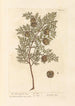 The Male Cypress - Elizabeth Blackwell — artwork view