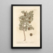 The Male Cypress - Elizabeth Blackwell — framed artwork on a wall