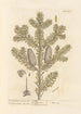 The male fir or silver fir - Elizabeth Blackwell — artwork view