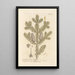 The male fir or silver fir - Elizabeth Blackwell — framed artwork on a wall