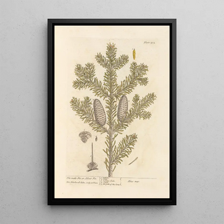 The male fir or silver fir - Elizabeth Blackwell — framed artwork on a wall