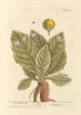 The mandrake - Elizabeth Blackwell — artwork view