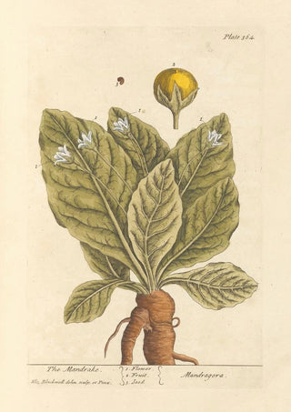 The mandrake - Elizabeth Blackwell — artwork view