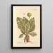 The mandrake - Elizabeth Blackwell — framed artwork on a wall