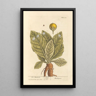 The mandrake - Elizabeth Blackwell — framed artwork on a wall