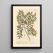 The domestic hornbeam - Elizabeth Blackwell — framed artwork on a wall